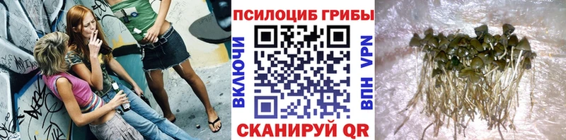 Псилоцибиновые грибы Psilocybine cubensis  Альметьевск 